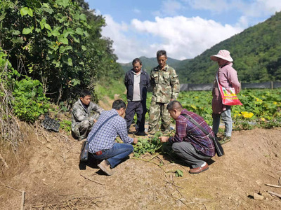 勐养镇农技人员帮助村民防治南瓜病虫害